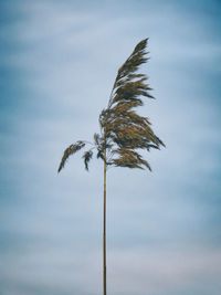 Low angle view of palm tree against sky