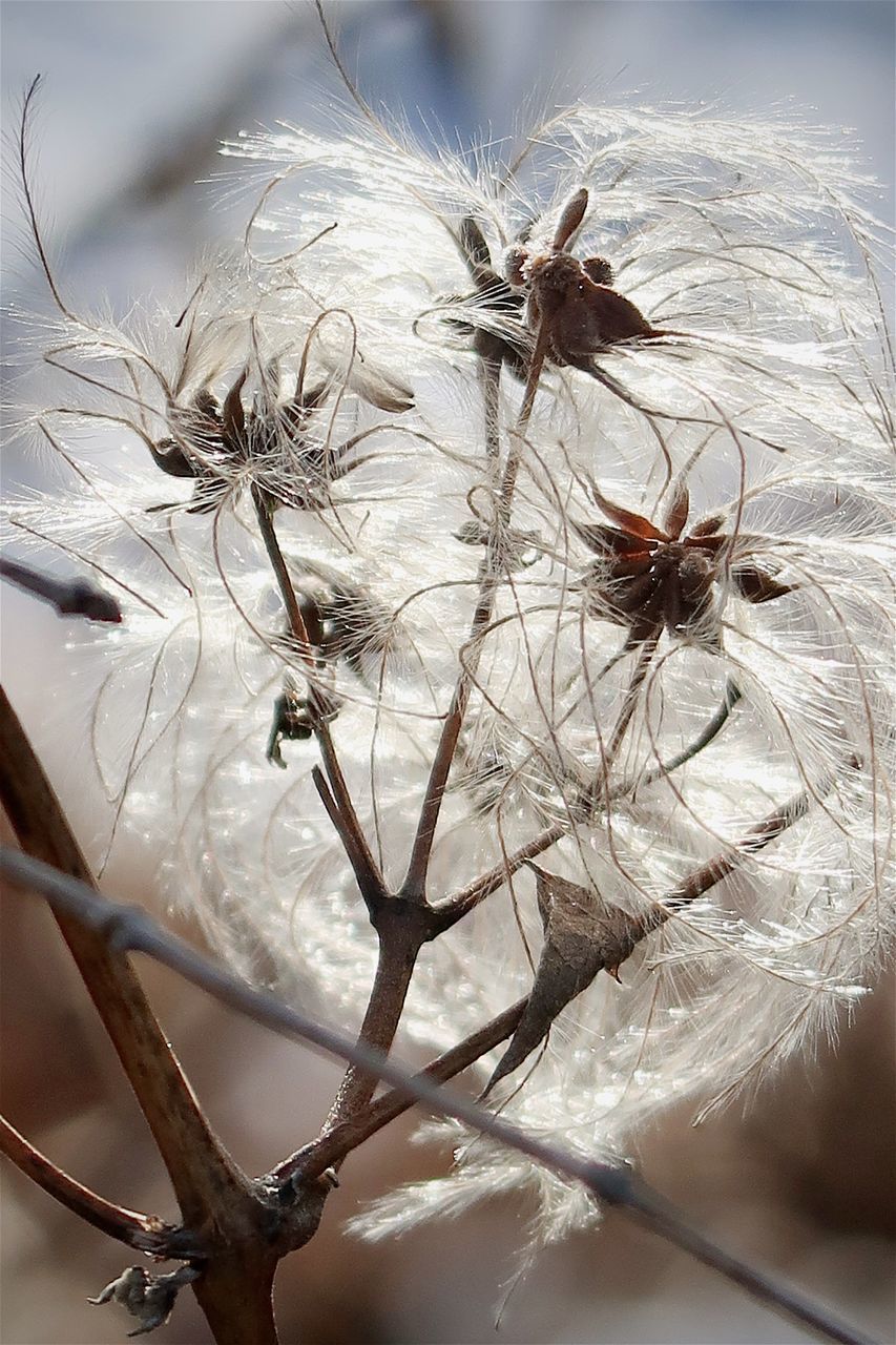 CLOSE-UP OF DRIED PLANT AGAINST WHITE WALL