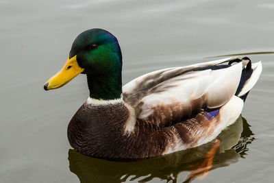 Close-up of mallard duck swimming on pond