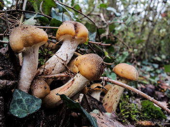 Close-up view of corn