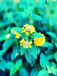 Close-up of yellow flowering plant