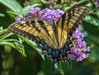 Close-up of butterfly pollinating on purple flower