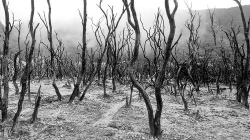 Bare trees on field