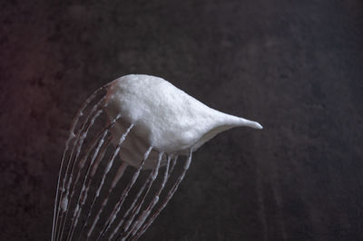 Close-up of a bird