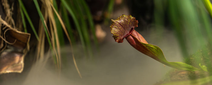 Close-up of wilted plant