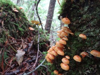 High angle view of mushrooms growing on tree trunk