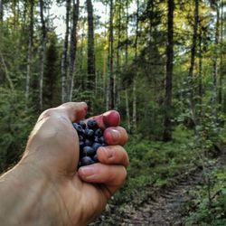 Close-up of man holding fruit in forest