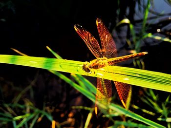 Close-up of insect on grass