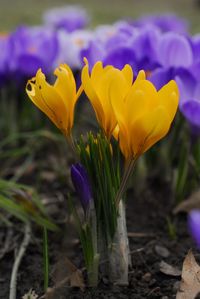 Close-up of yellow crocus flowers on field