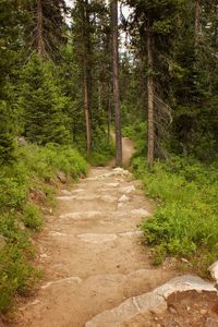 Dirt road passing through forest