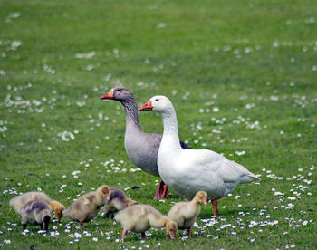 Goose family on grass