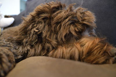 Close-up of hairy dog