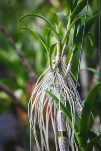 Close-up of plant against blurred background