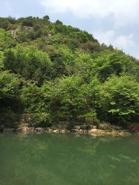 Scenic view of lake in forest against sky