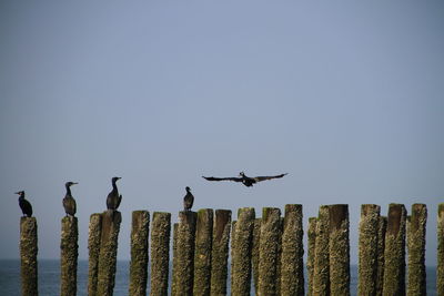 Low angle view of birds flying against clear sky