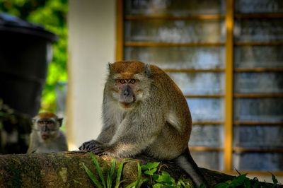 Portrait of monkey sitting