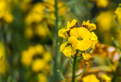 Close-up of yellow flowering plant