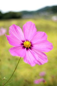 Close-up of cosmos flower blooming outdoors