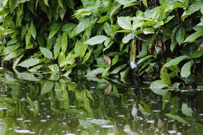 Full frame shot of leaves floating on lake