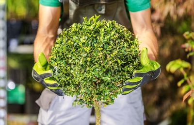 Midsection of man holding tree