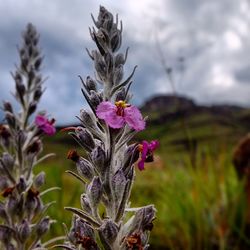 Close-up of thistle plant on field