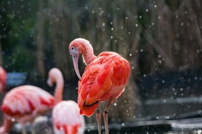 Close-up of birds in water