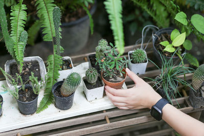 Cropped hand holding potted plant