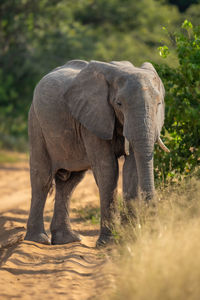 African elephant stands on track watching camera