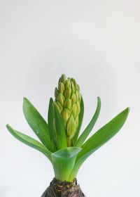 Close-up of plant against white background