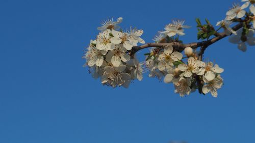 Low angle view of cherry blossom against clear blue sky