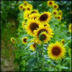 Close-up of sunflower