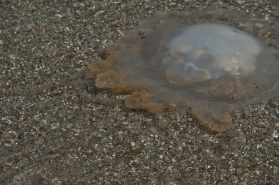 High angle view of shells on beach