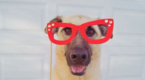 Close-up portrait of a dog