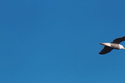 Low angle view of bird flying in sky