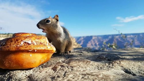 Close-up of squirrel on rock