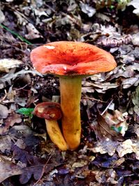 Close-up of mushrooms growing in forest