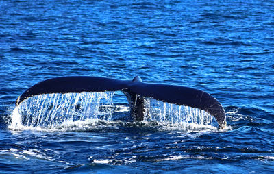 View of whale swimming in sea