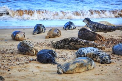 Seals on a norfolk beach