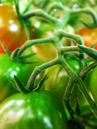 Close-up of green leaf