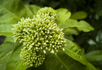 Close-up of flowering plant