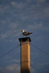 Low angle view of seagull perching on pole against sky
