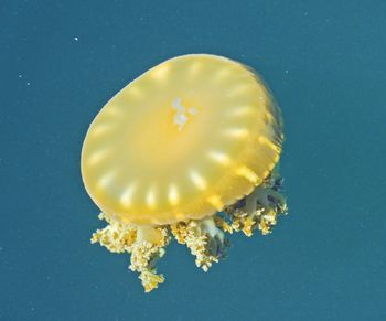 Close-up of jellyfish against blue background