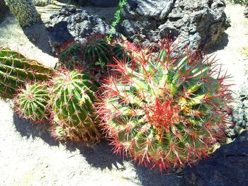 High angle view of cactus plants