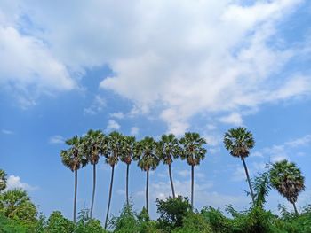 Low angle view of flowering plants against sky