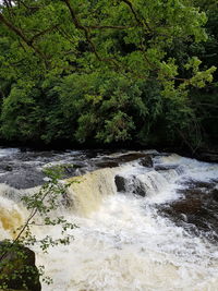 Scenic view of river flowing in forest