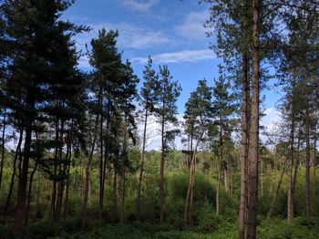 Low angle view of trees in forest against sky