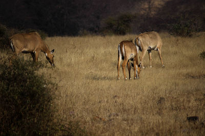 Deer grazing in the wild 