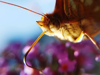 Close-up of insect pollinating flower