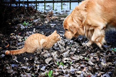 Dog resting on autumn leaves