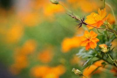 Close-up of butterfly pollinating on orange flower